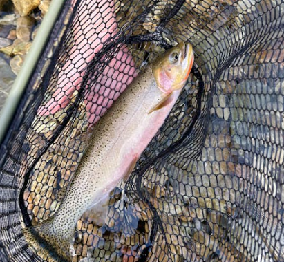 췌장에 좋은 음식 10