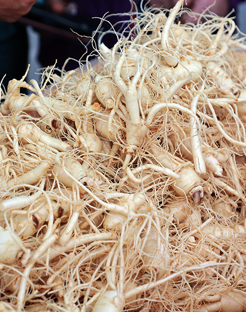 2025 진안홍삼축제 완벽 가이드