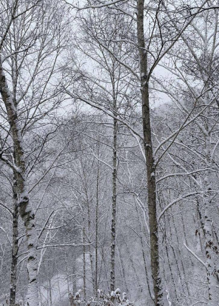 인제 원대리 자작나무숲