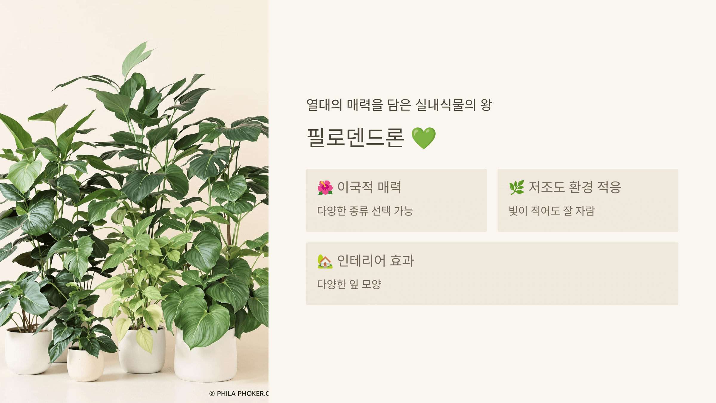 필로덴드론