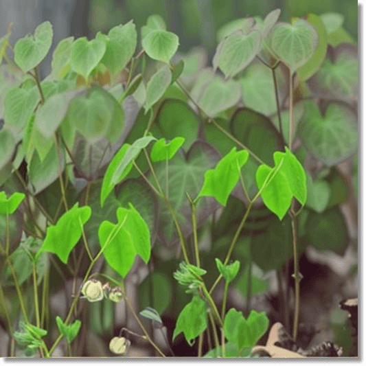 삼지구엽초 효능 및 주요 성분 먹는 법과 주의점