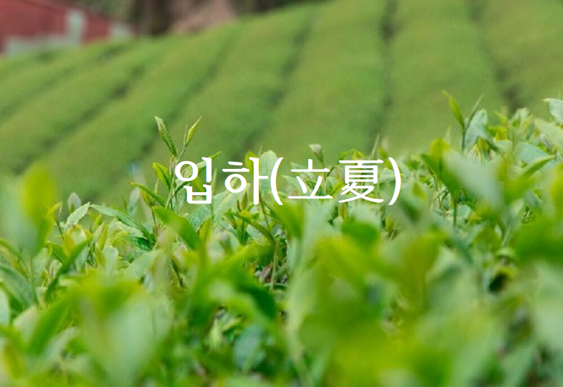입하 뜻 – 24절기 중 여름의 첫걸음