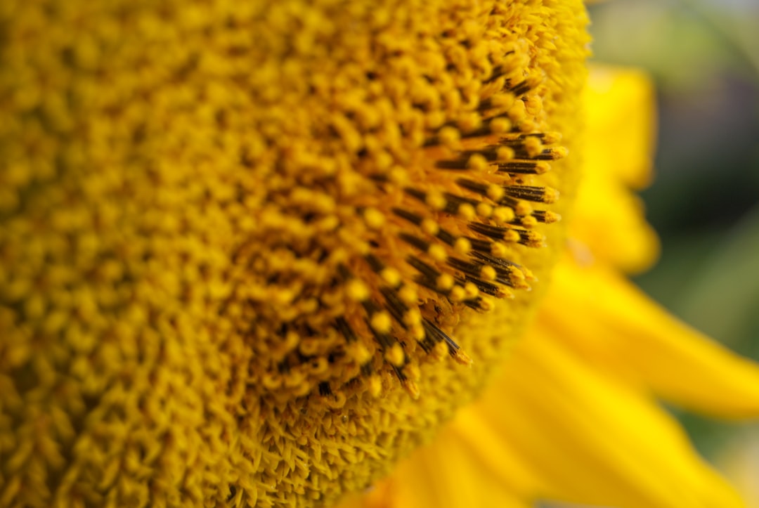 Pollen