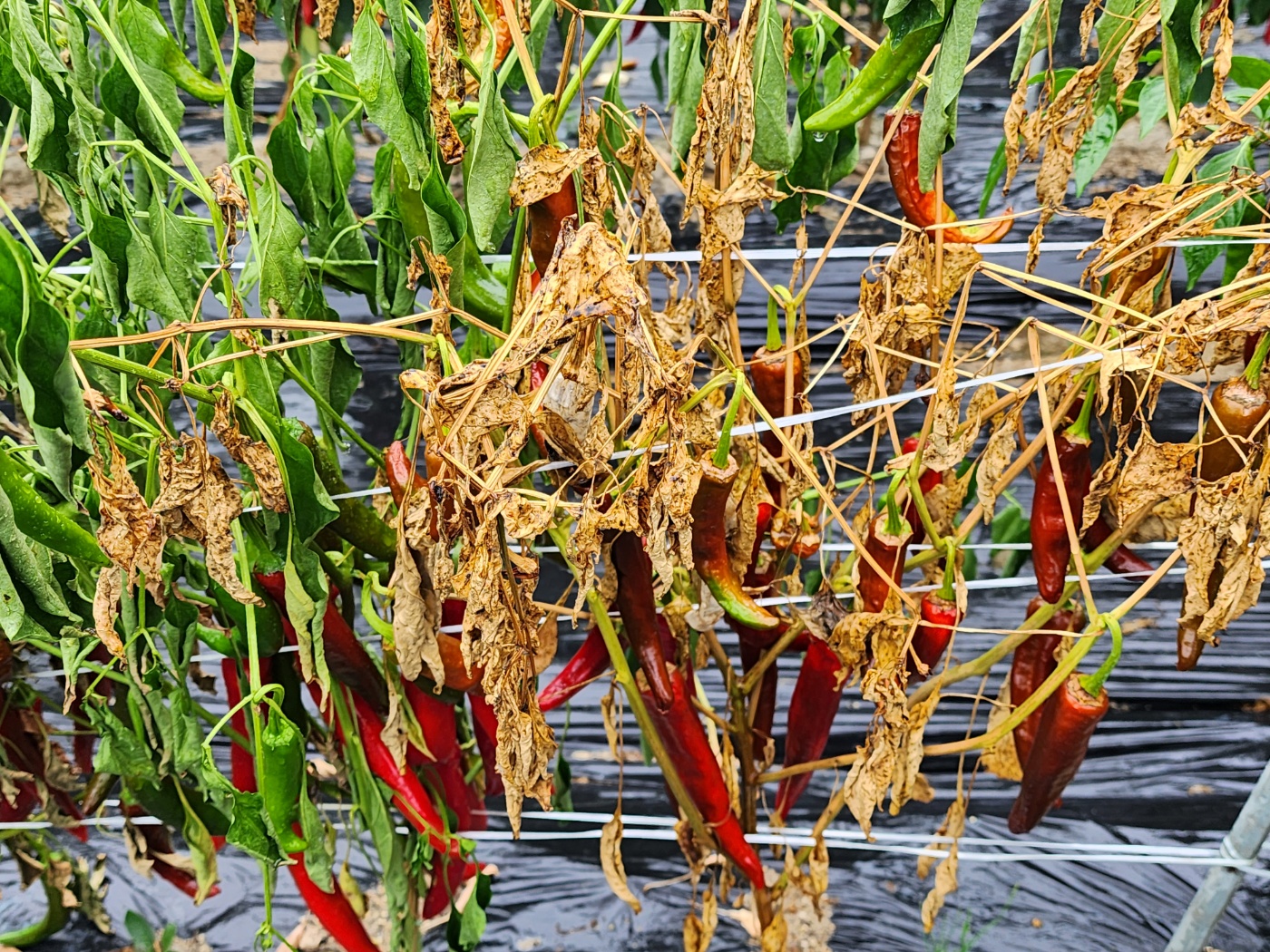 고추병충해 종류 사진 방재, 역병 탄저병 바이러스병 풋마름병
