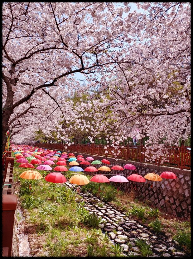 2025 진해 벚꽃 명소 BEST 7 - 인생샷 각도까지 알려드려요.