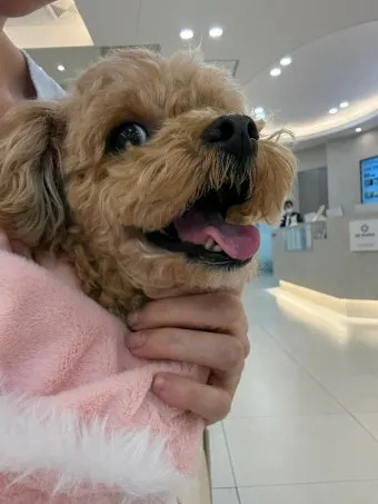 강아지 췌장암 증상 진단 치료법 안내_16