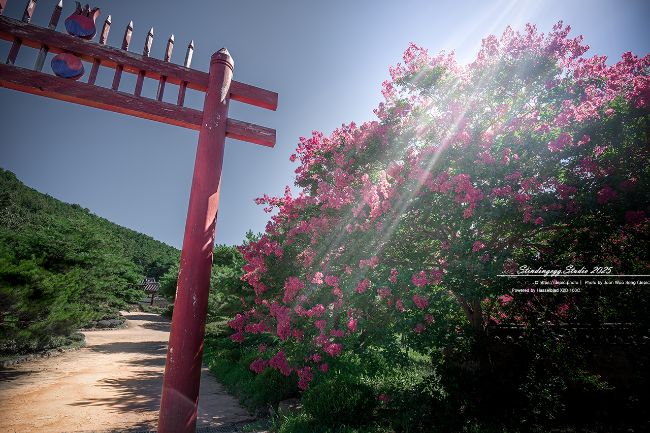 #대구 #신숭겸장군유적 #배롱 #꽃