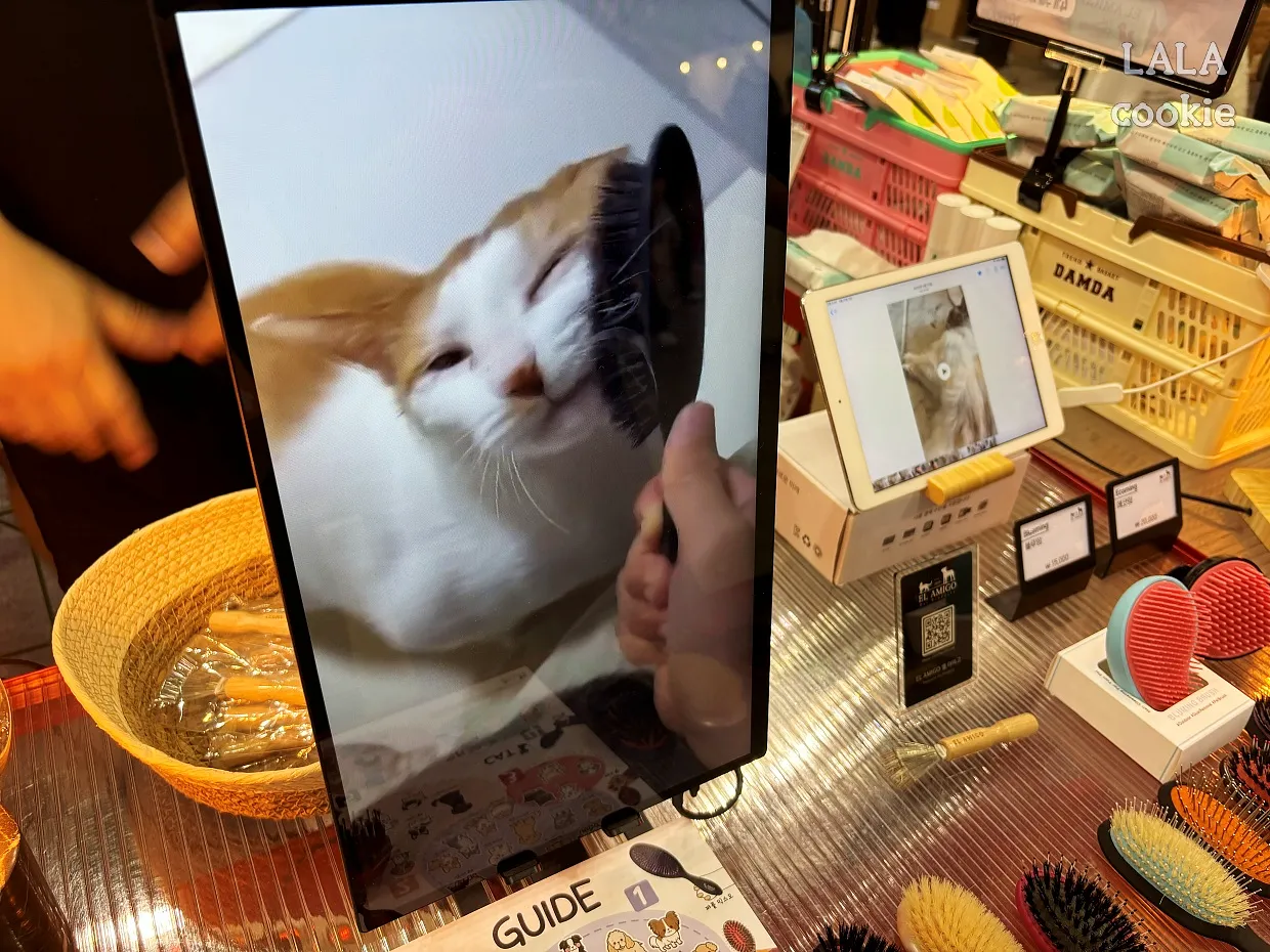 일산-킨텍스-궁디팡팡캣페스타-고양이박람회-후기-고양이빗-부스