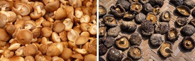 표고버섯과-말린표고버섯