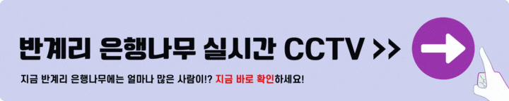 반계리 은행나무 CCTV