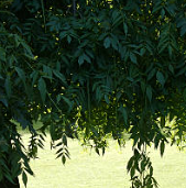 더위 먹었을때 증상