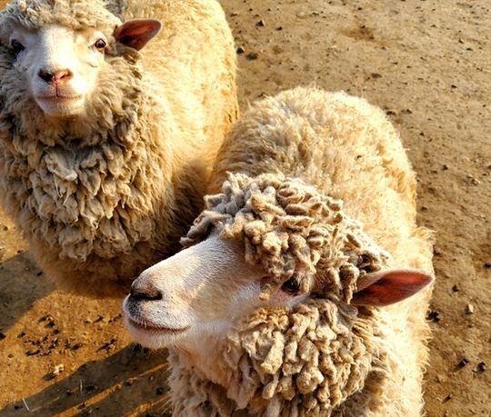 강릉쌍둥이동물농장 아이와 체험 가능한 가족 여행지