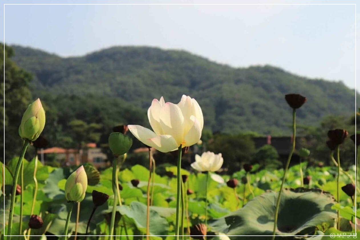 보은 가볼만한곳 베스트10 속리산 연꽃단지