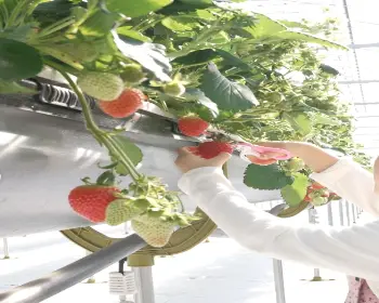 논산딸기축제_20