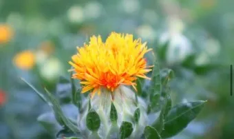 홍화씨 효능 영양성분 홍화씨유 먹는법_5