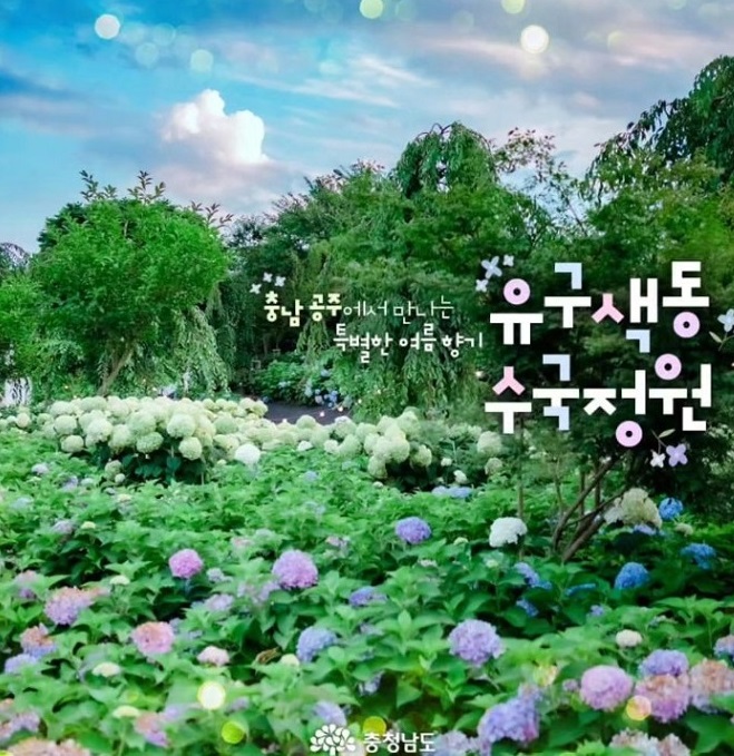 공주 수국 축제