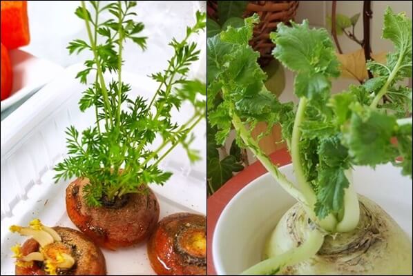 왼쪽-:-물에-자작히-담긴-당근-밑동에서-초록색-잎들이-올라오는-모습-오른쪽-:-물에-담긴-무-밑동에서-싱싱한-잎사귀-올라오는-모습