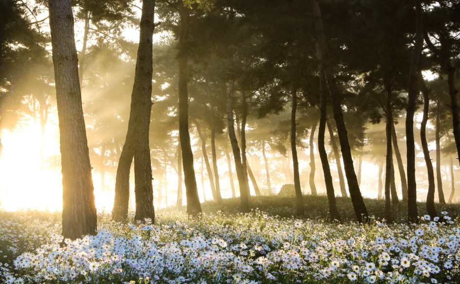 소나무 숲 속 구절초