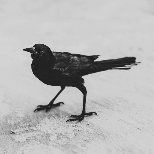 까마귀 꿈해몽
