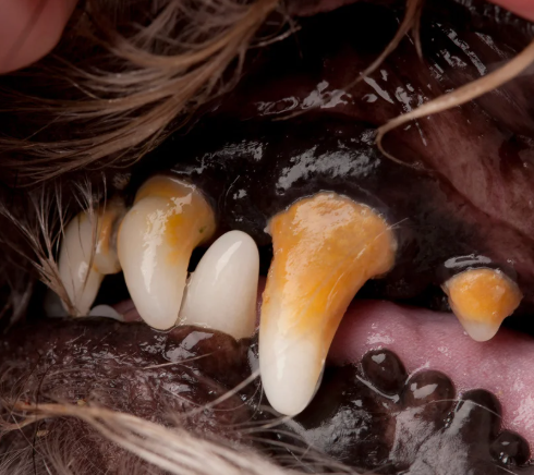 강아지 입냄새, 왜 생기고 어떻게 없앨까? 5가지 관리 팁