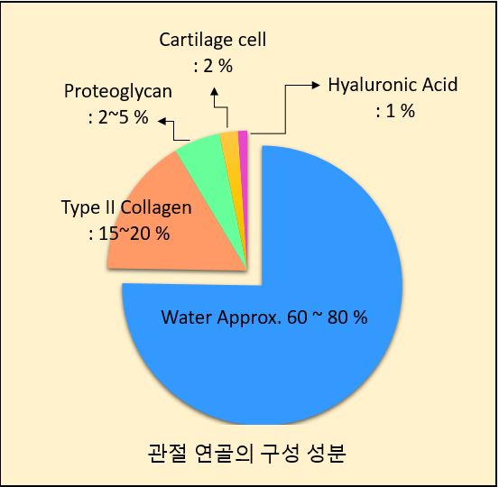 관절 연골의 구성 성분