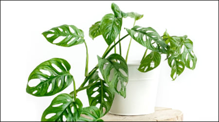 몬스테라가 늘어져 있는 모습