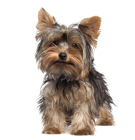 요크셔테리어 (yorkshire-terrier)