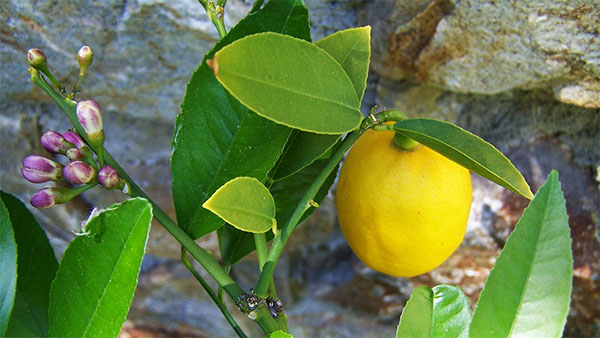 텃밭작물파종시기