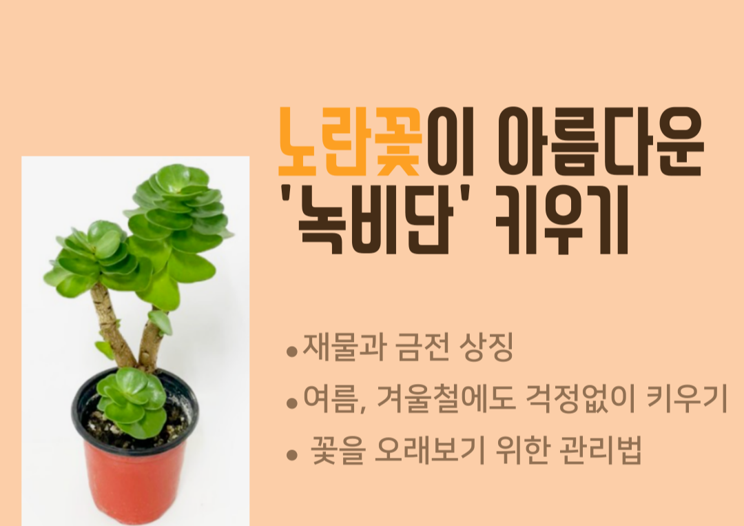 재물운이 있는 녹비단 다육식물, 특징과 오래 키우는 관리법