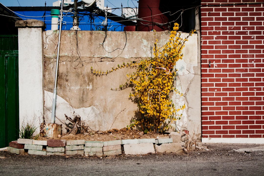 Forsythia