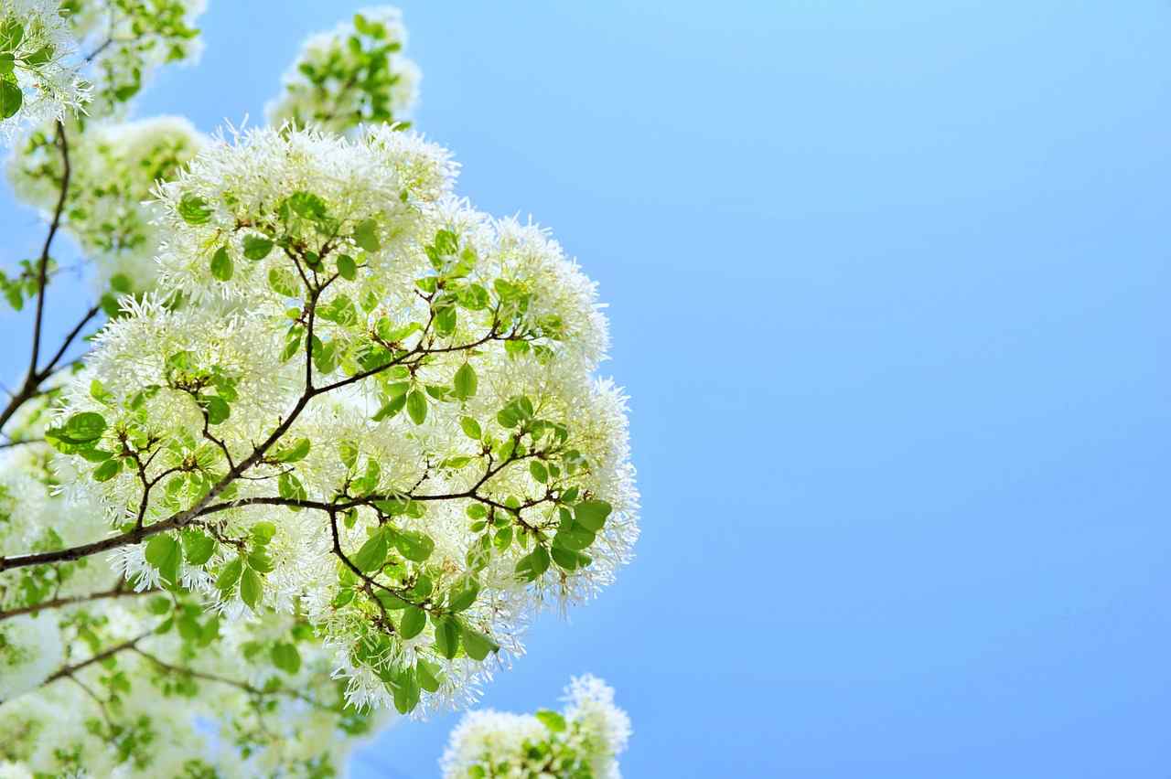 4050 꽃가루 알레르,알레르기 치료 예방