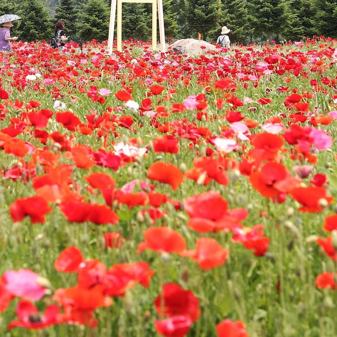 경기도 자라섬 꽃 페스타