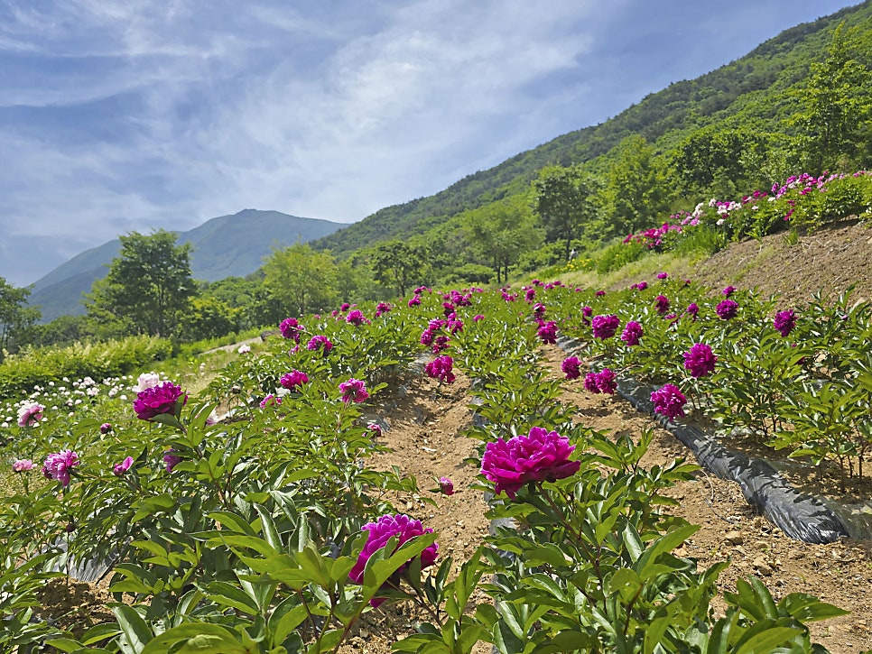 2025 영천작약꽃축제 일정과 관람 포인트 총정리