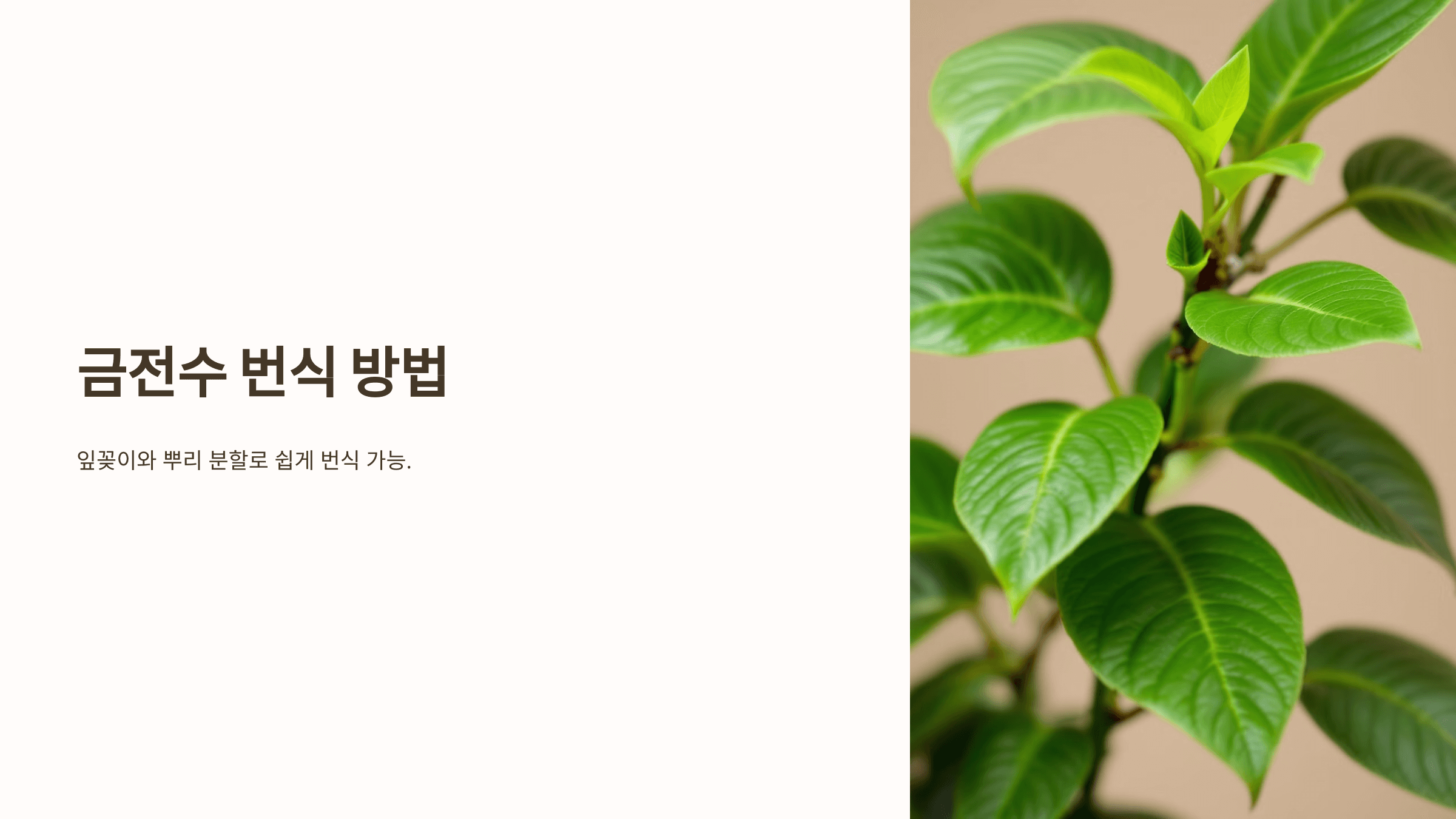 금전수와 관련된 사진입니다.