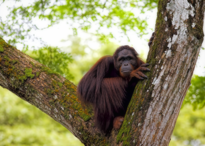 전북 야생 설치류, 인수공통감염병 병원체 검출