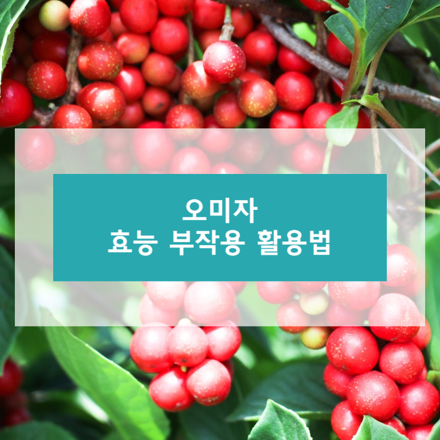 오미자 효능 부작용 활용법