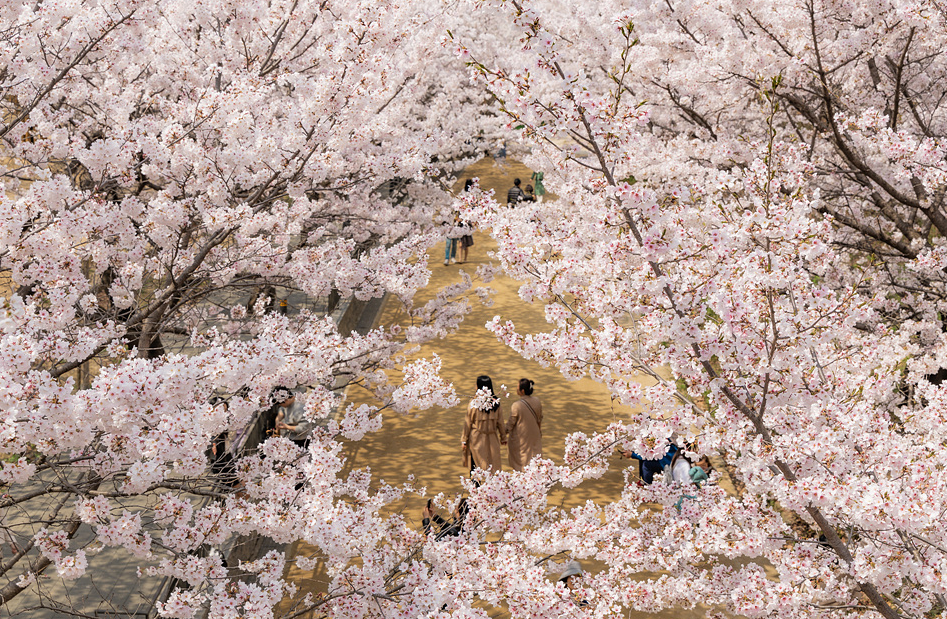 서울숲 벚꽃1