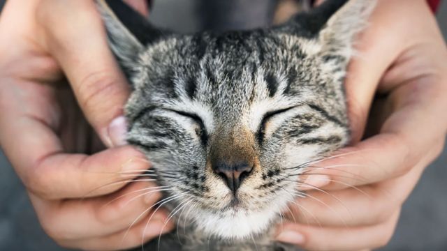 고양이