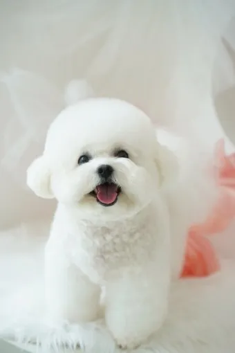 비숑 프리제 분양가격 종류 미니비숑 성격_13