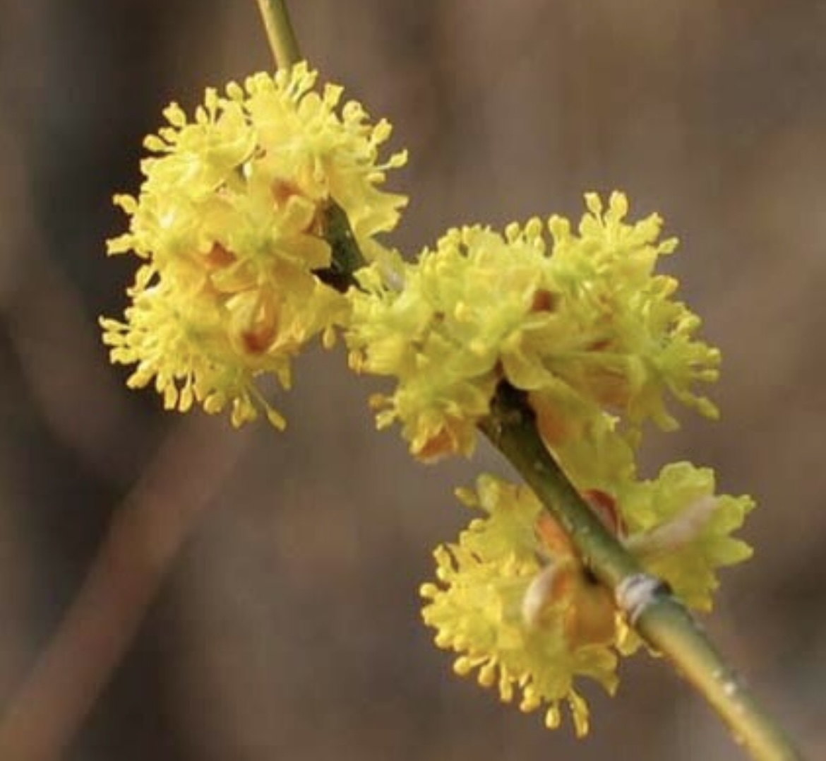 벚꽃 개화시기 4월 7일? 산림청 개화지도로 보는 2026 봄꽃 개화시기 관련사진