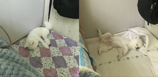 강아지_코골이