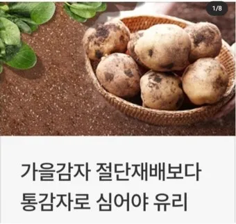 가을감자 심는시기 파종시기와 재배법_13