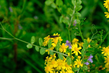 러브버그예방법