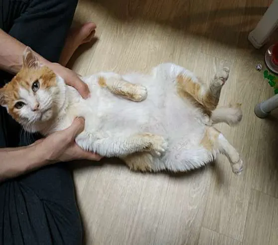창원동물병원