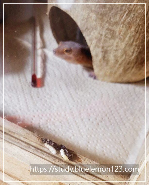 레오파드 게코 설사 원인과 대처법