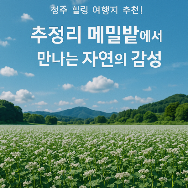 청주 힐링 여행지 추천! 추정리 메밀밭에서 만나는 자연의 감성
