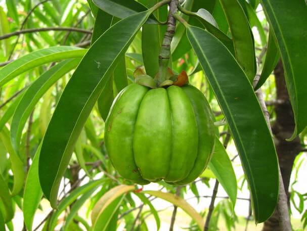 가르시니아-캄보지아-효능