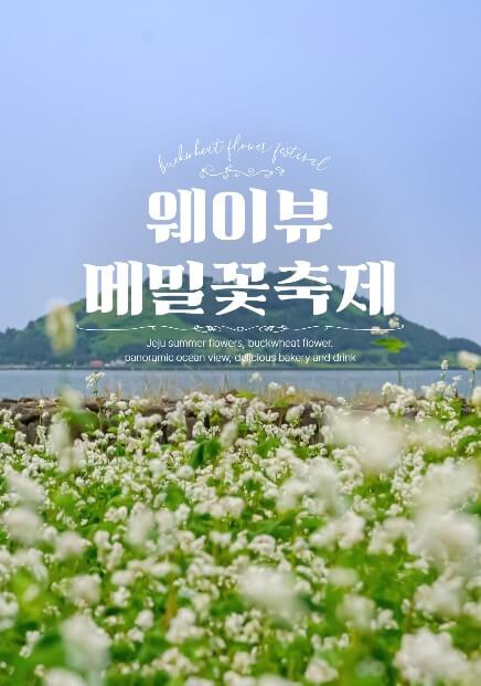 2025 제주도 웨이뷰 메밀꽃밭 축제&amp;#44; 웨이뷰에서 사랑하는 사람들과 행복한 시간을 보내세요!