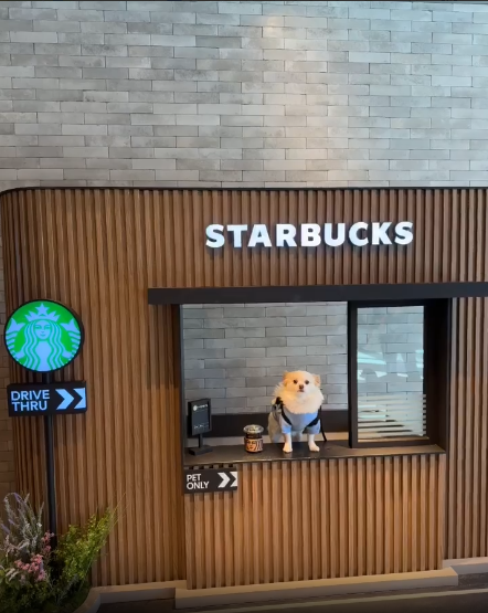 스타벅스 강아지 카페 (애견동반카페) 스타벅스 구리점 후기
