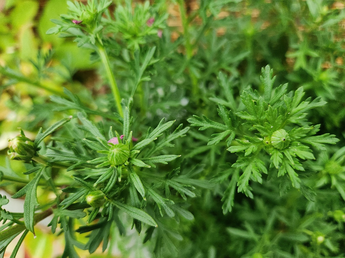 목마가렛 Maguerite Daisy